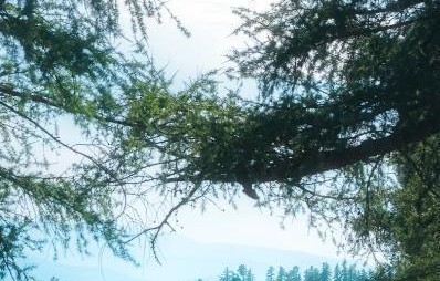 纽约大学那个实验是真的吗？ 公开目标，成功率真会下降33%？