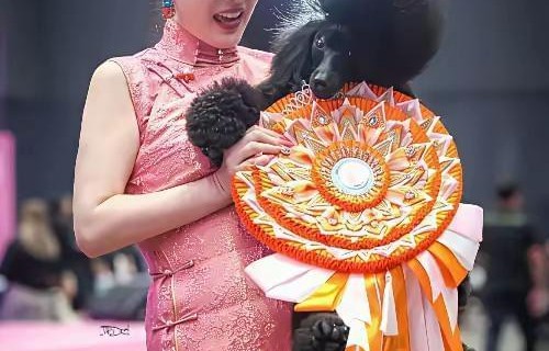 霍思燕是有点实力在身上的，带着爱犬远赴泰国参赛夺冠