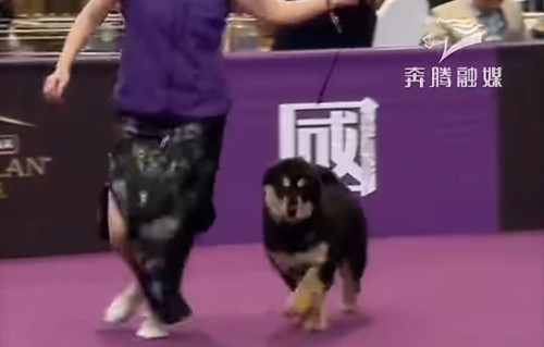 训犬她是专业的！霍思燕携中国蒙古獒夺冠，打破欧美垄断太霸气