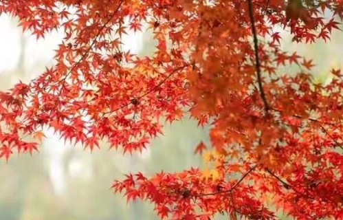 无论儿媳叫不叫妈、孝不孝顺，做到这5点的婆婆，才是真聪明