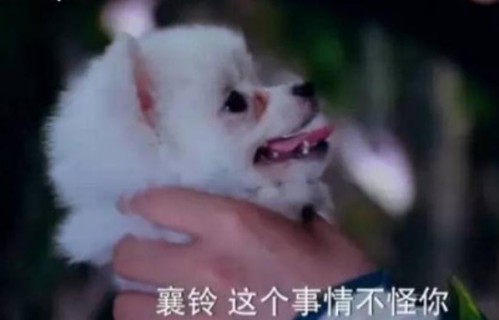 电视剧中的狐狸全是萨摩耶冒充的,只有这部剧,用了“真狐狸”